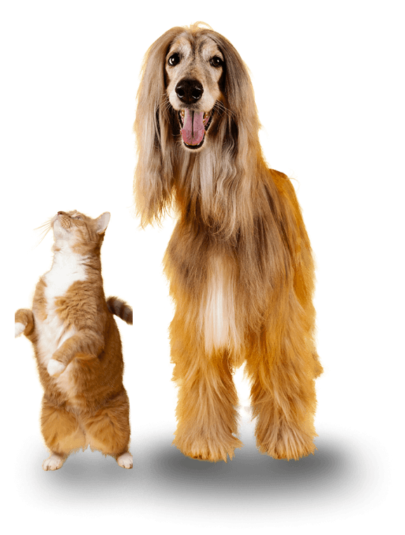 photo-chien-et-chat-pet-hotel