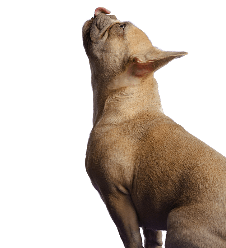 kookie-trainer-photo-chien