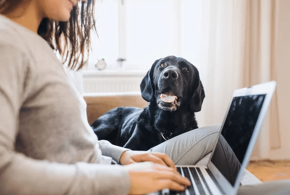 Kookie l'incontournable pour les pros du chien et du chat