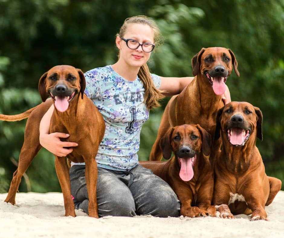 Kookie Breeder le logiciel des les éleveurs canins et félins