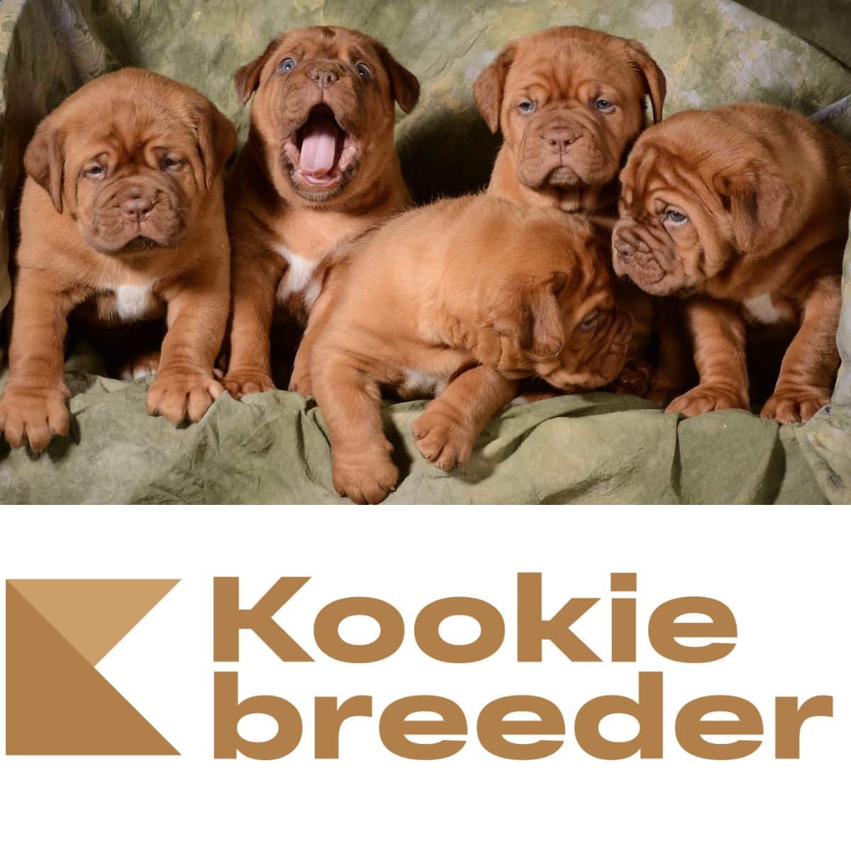 Kookie Breeder